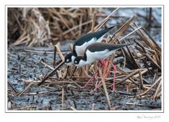 Black-necked-stilts-1-21.jpg