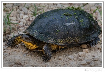 Blanding's-Turtle-1.jpg