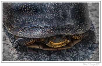 Blanding's-Turtle-2.jpg