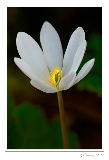 Bloodroot-2-copy.jpg