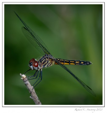 Blue-Dasher,-female-1-copy-2.jpg