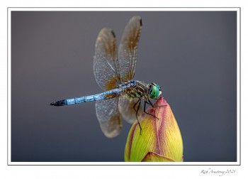 Blue-Dasher-1-copy-2.jpg