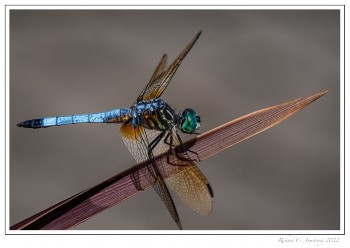 Blue-Dasher-male,-1-copy-2.jpg