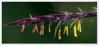 Blue-Stem-Turkey-Foot-Grass-copy.jpg