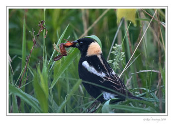 Bobolink-1-copy.jpg