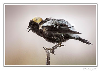 Bobolink-3-copy.jpg