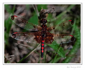 Calico-Pennant-2.jpg