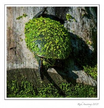 Can-you-see-me-now-turtle-copy-2.jpg