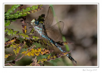 Canada-Darmer-1t-copy-2.jpg