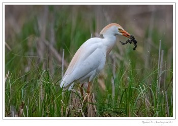 Cattle-egret-4-copy-2.jpg