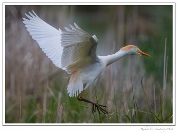 Cattle-egret-6-copy-2.jpg