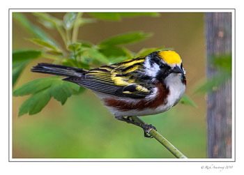 Chestnut-sided-warbler-1-copy-copy.jpg