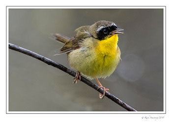Commom-yellow-throat-1-copy-copy.jpg