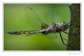 Common-Baskettail,-male.jpg