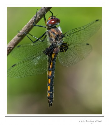 Common-Baskettail-1b-copy.jpg
