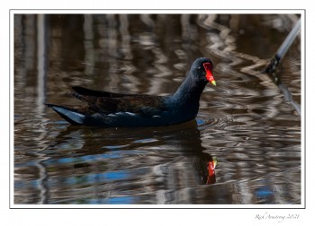 Common-Gallinule-1-copy.jpg