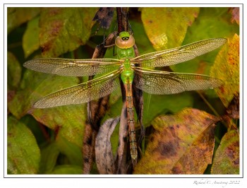 Common-Green-Darner---fall-color-copy.jpg