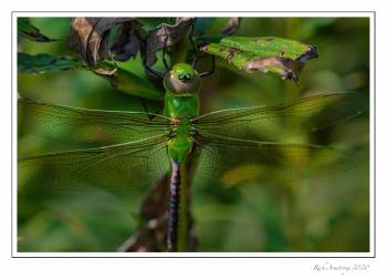 Common-Green-Darner-copy.jpg