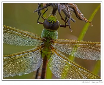Common-Green-Darner-n-dew-1-copy-2.jpg