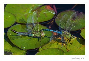Common-Green-Darners-mating-2-copy-2.jpg