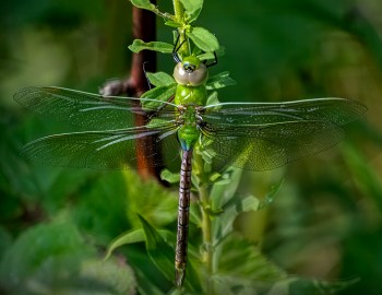 Common-Green-darner,-Teneral-1-copy-2.jpg