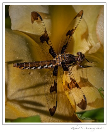 Common-Whitetail,-female-copy.jpg