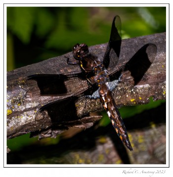 Common-whitetail,-immature-male-2-copy.jpg
