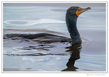 Cormorant-2-copy.jpg