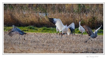 Crane-chase-1-copy.jpg
