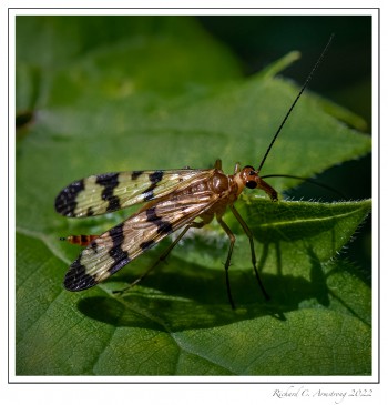 Critter-1-copy.jpg