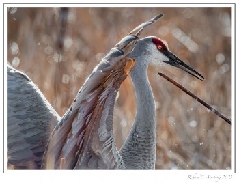 Dancing-crane-3-copy-2.jpg