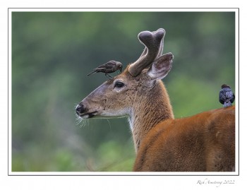 Deer-and-cowbird-1.jpg