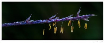 Dew-on-Grass-seed-1-copy.jpg