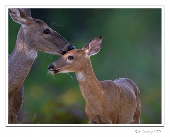 Doe-with-fawn-1-copy-2.jpg