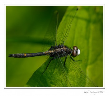 Dot-tailed-Whiteface-1-copy.jpg