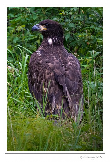 Eaglet-1-copy-2.jpg