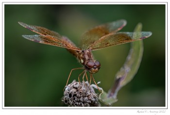 Eastern-Amberwing-2-copy.jpg