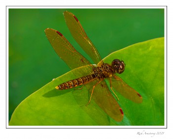 Eastern-Amberwing-copy.jpg