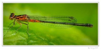 Eastern-Forktail-Immature-Female-copy-2.jpg