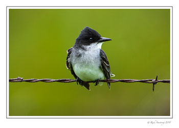 Eastern-Kingbird-2-copy.jpg