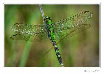 Eastern-Pondhawk-female-dragonfly-copy.jpg