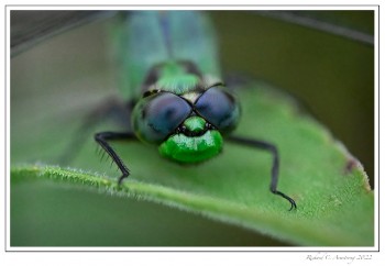 Eastern-Pondhawk-male,-head-shot-copy-2.jpg