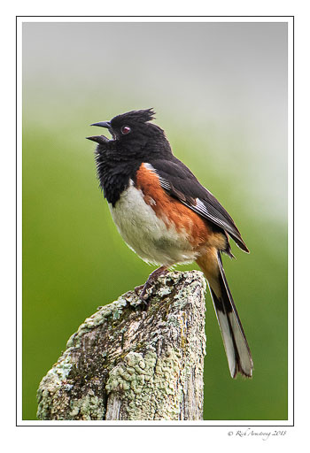 Eastern-towhee-1-copy.jpg