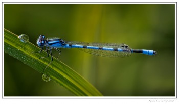 Familiar-Bluet-1-copy.jpg