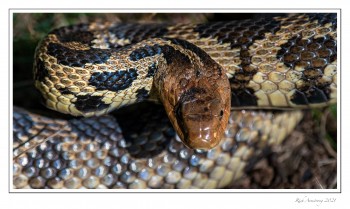 Fox-Snake-2-copy-2.jpg