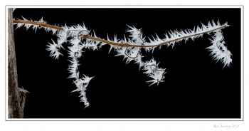Frost-1e2-copy.jpg
