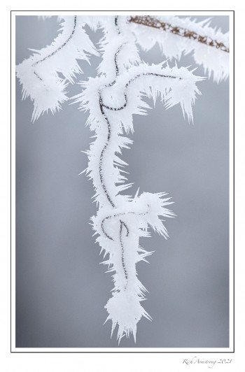 Frost-on-vine-4-copy.jpg
