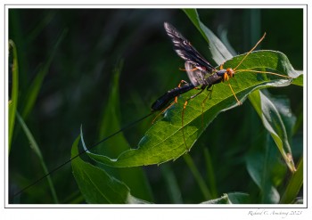 GIANT-ICHNEUMON-WASP-copy.jpg