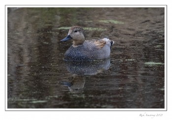 Gadwall-1-male-21.jpg