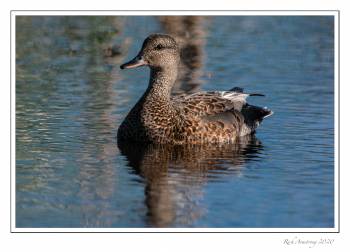 Gadwall.jpg